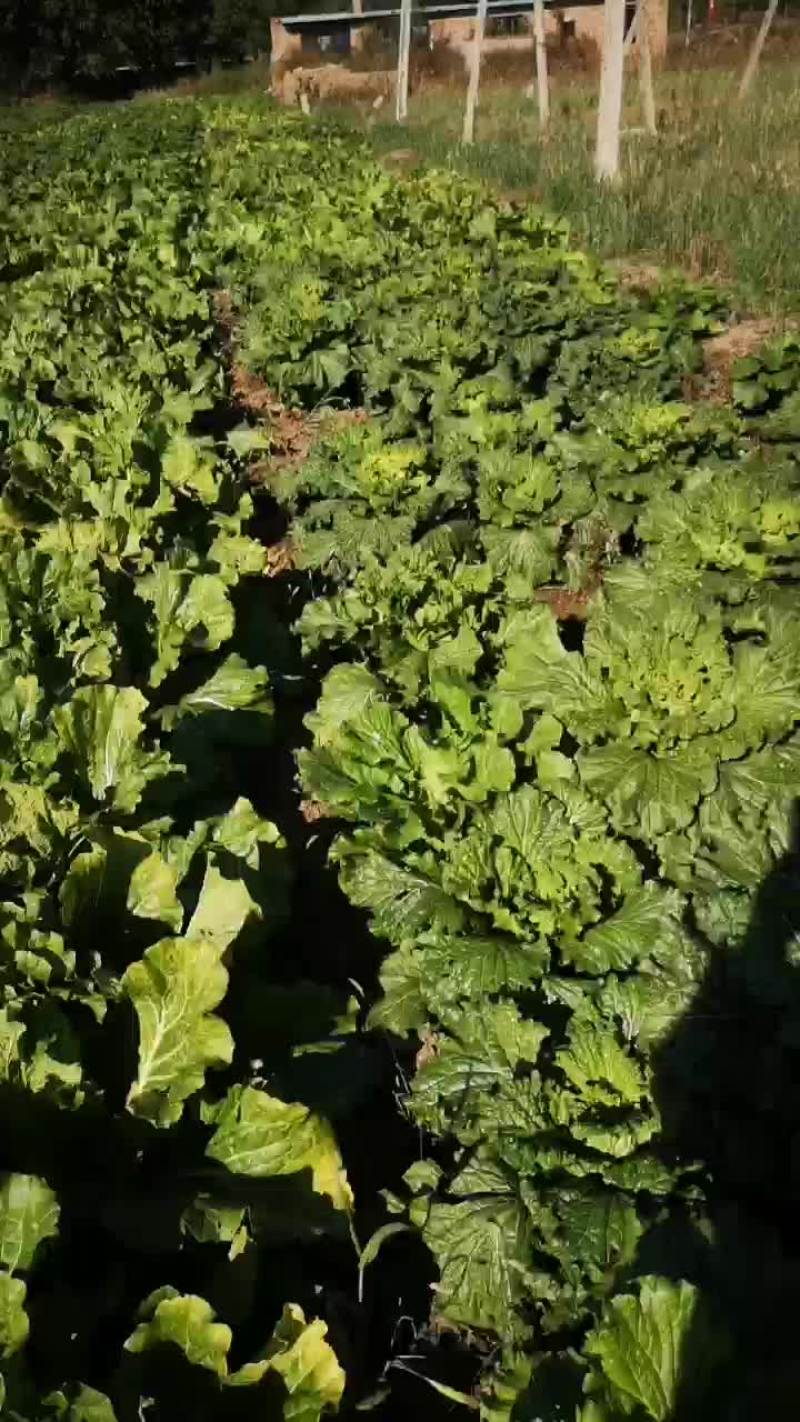 白菜油白菜青麻叶