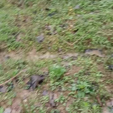 毛叶山桐子树苗