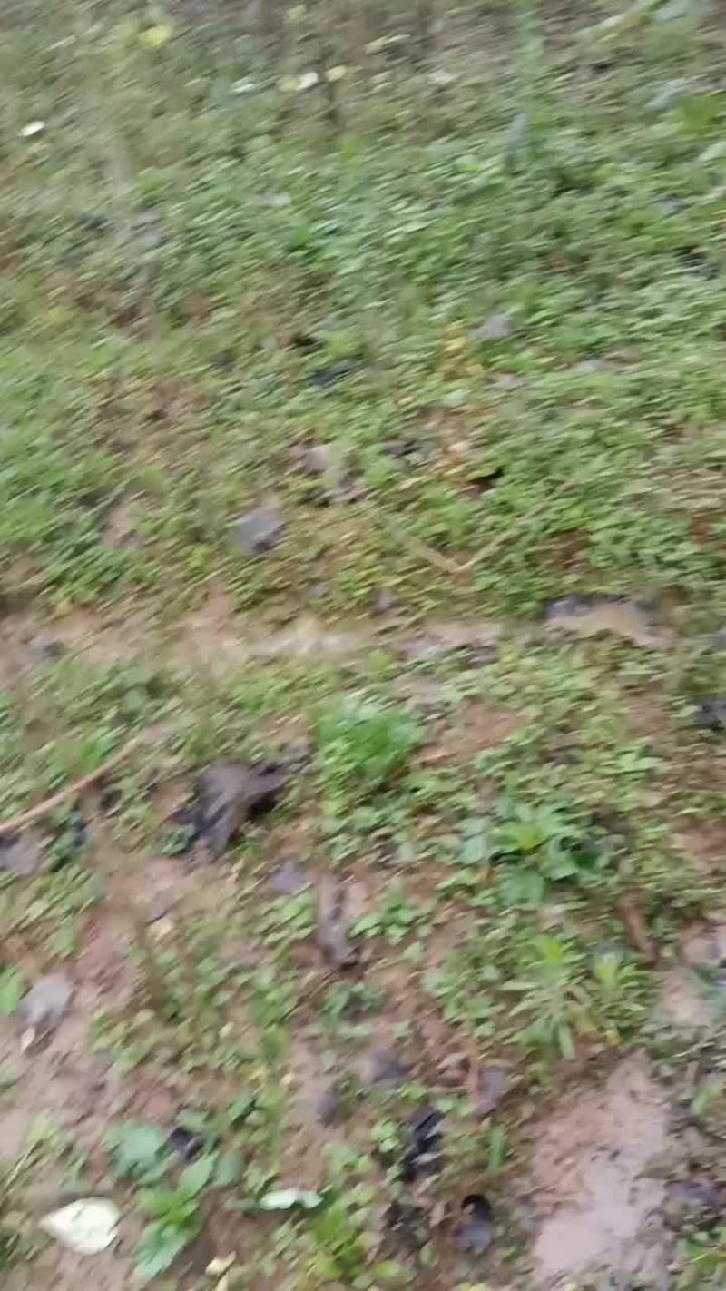 毛叶山桐子树苗
