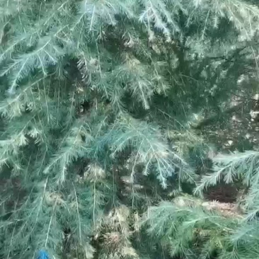 雪松