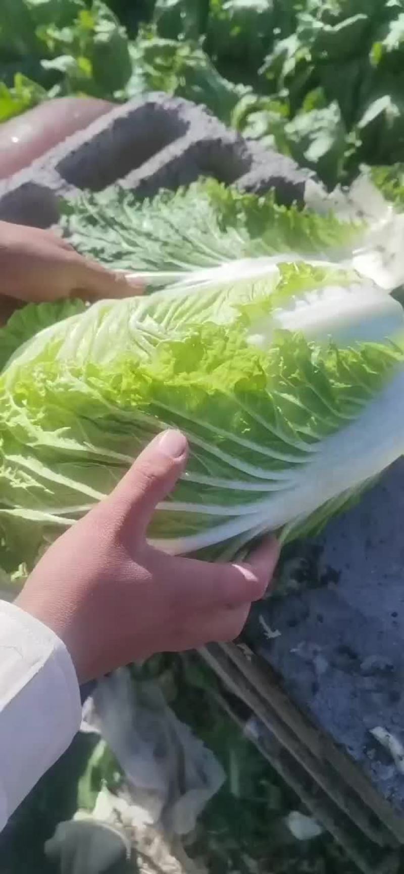 白菜