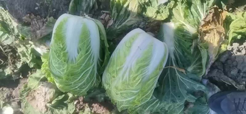 白菜
