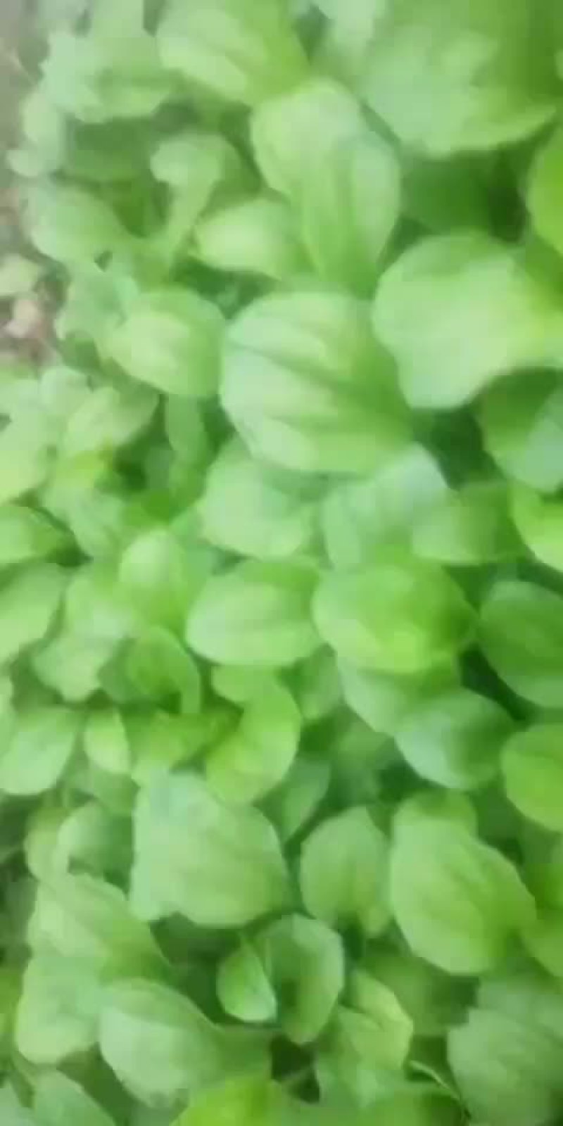 江西车前子苗
