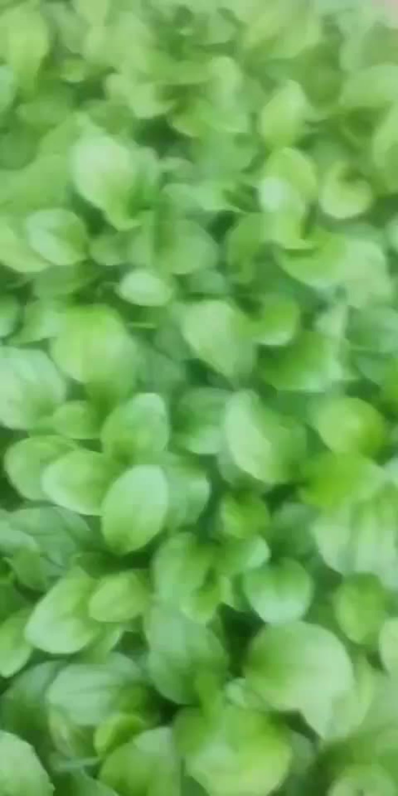 江西车前子苗