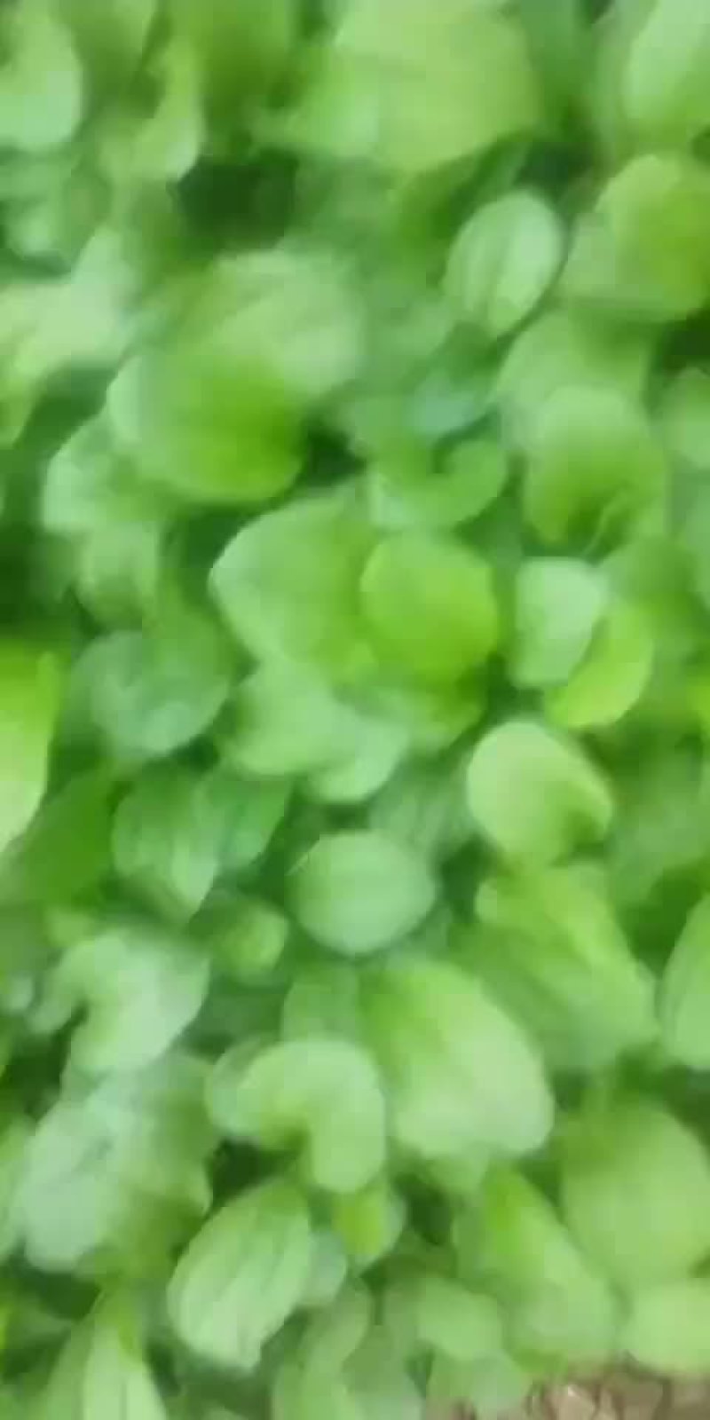 江西车前子苗