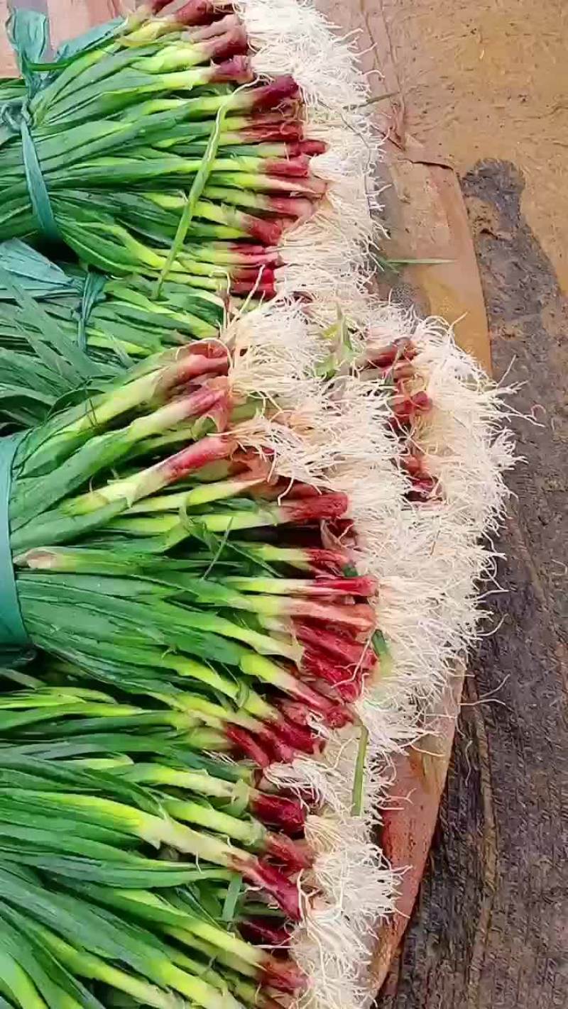红根蒜苗
