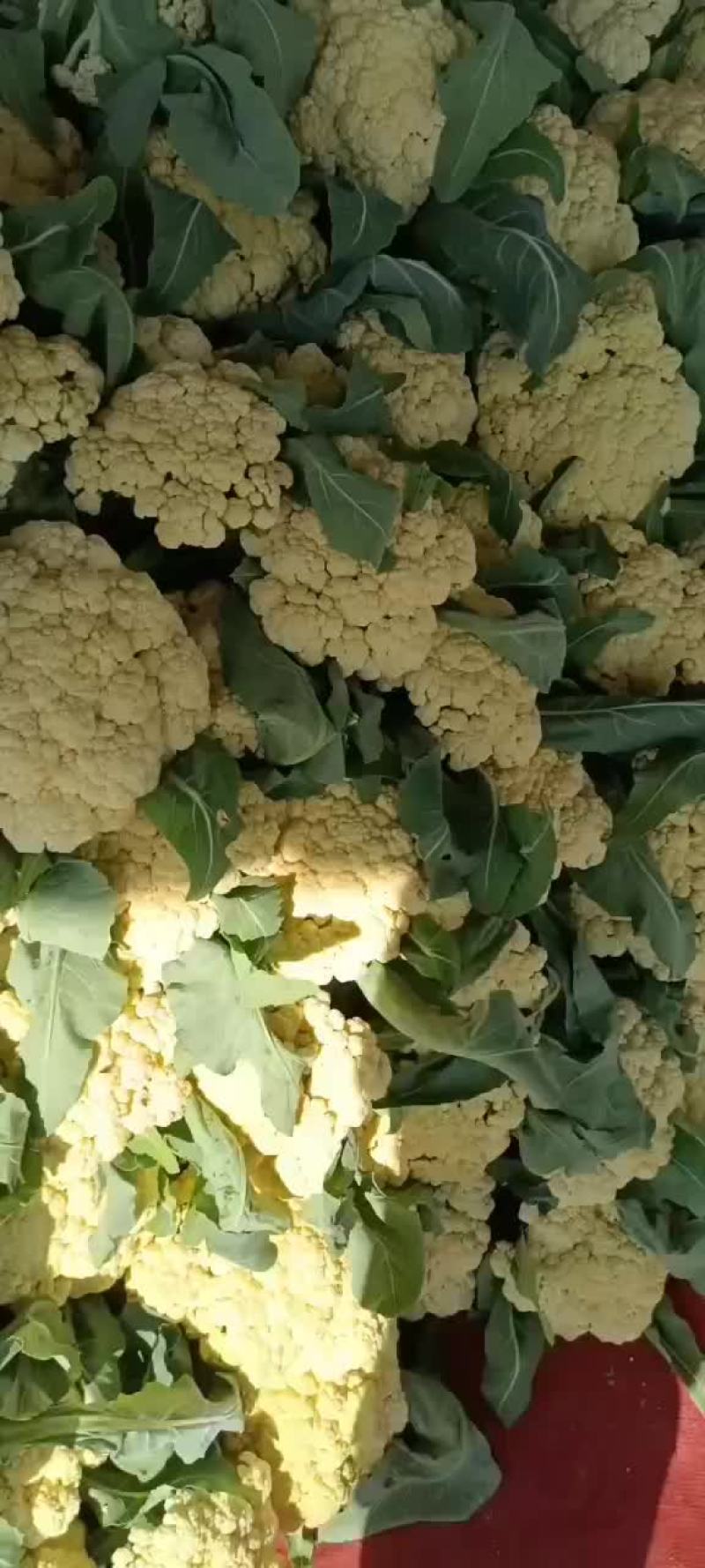 包菜，菜花