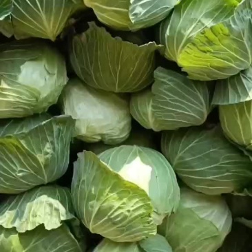 包菜，菜花
