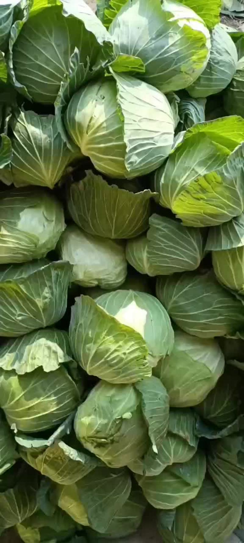 包菜，菜花