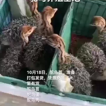 鸵鸟苗