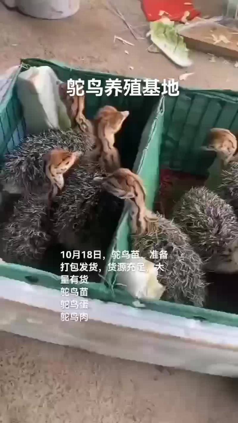 鸵鸟苗