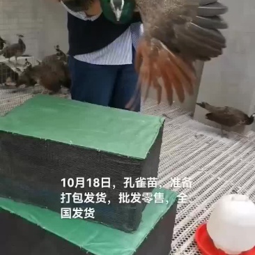 孔雀苗
