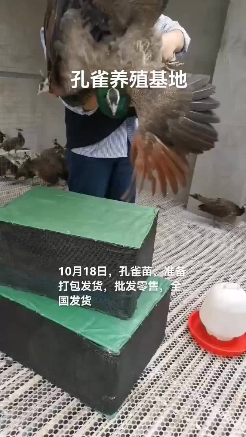 孔雀苗