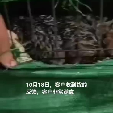 鸵鸟苗