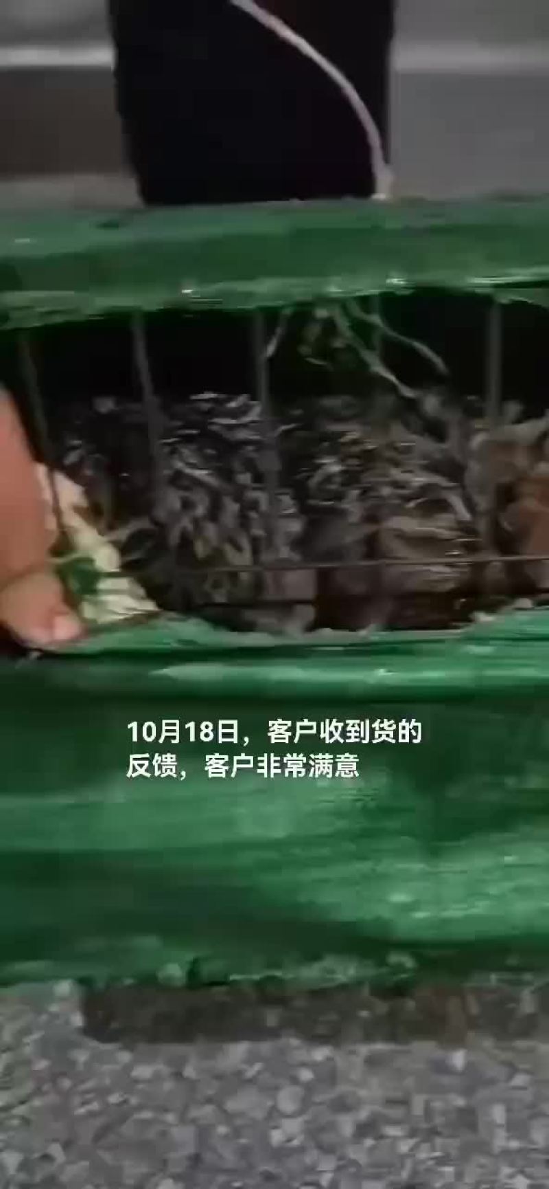 鸵鸟苗
