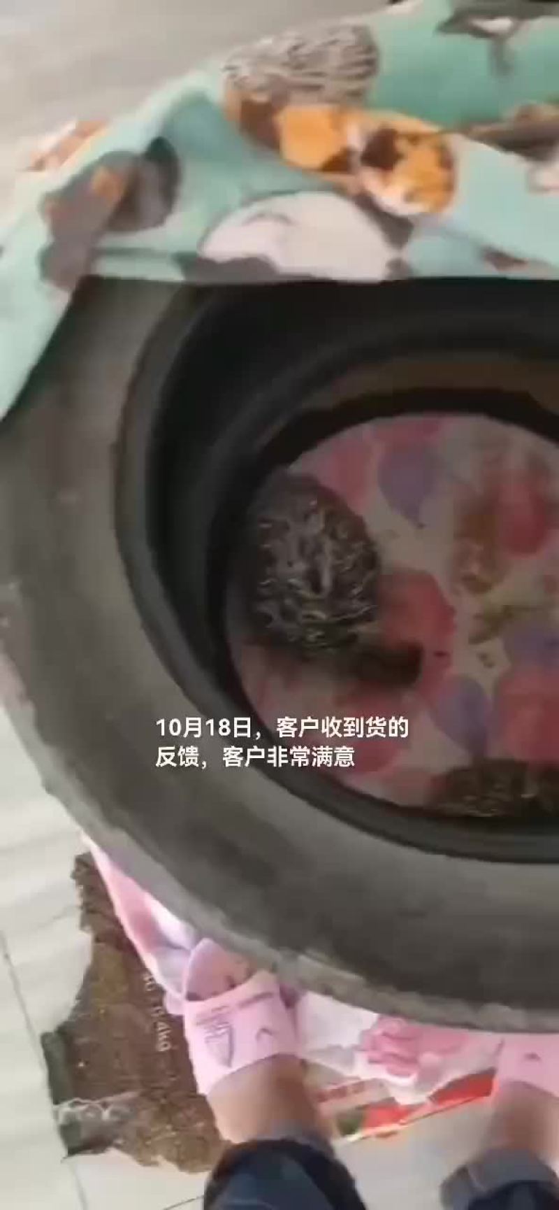 鸵鸟苗