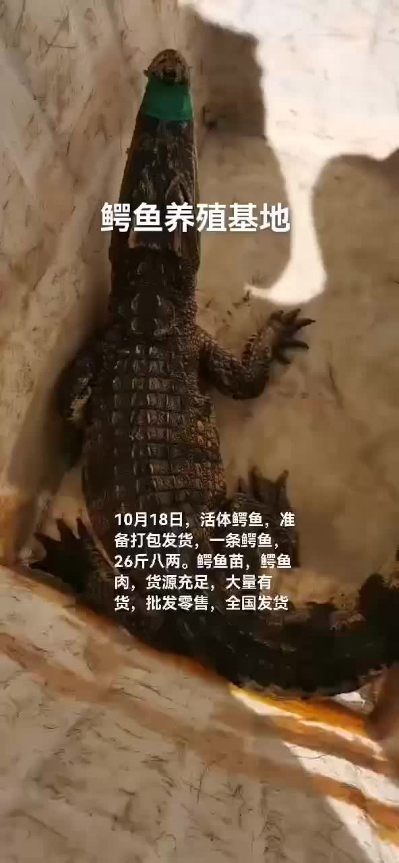 鳄鱼
