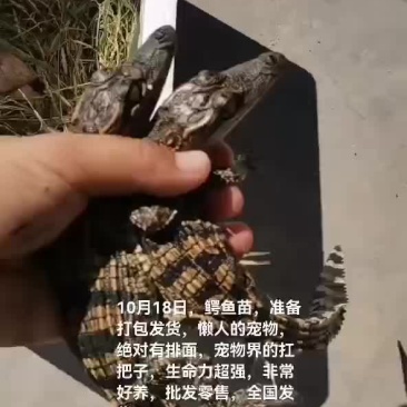 鳄鱼