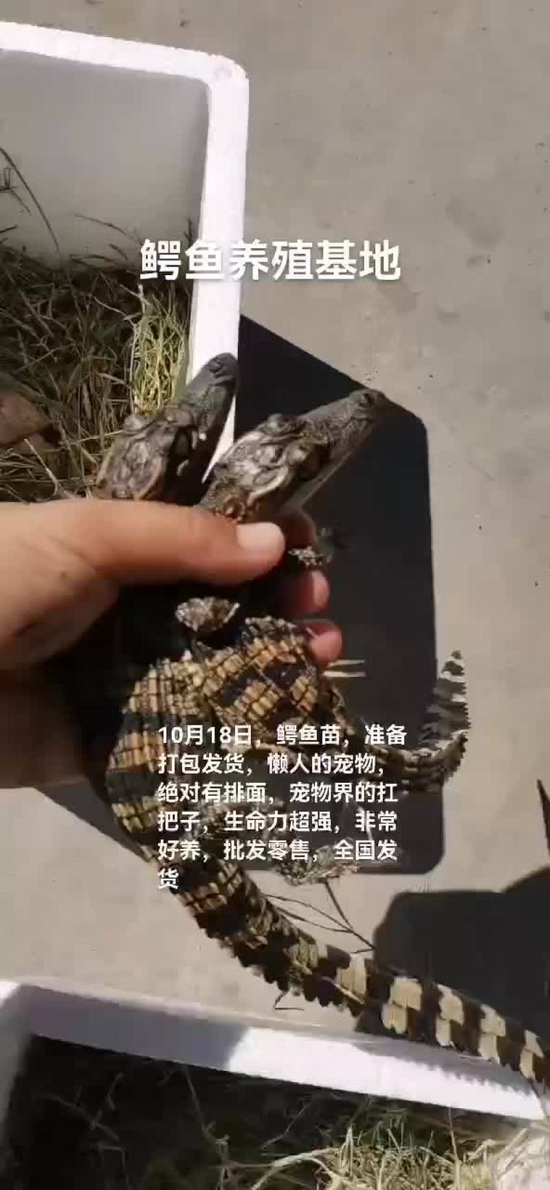 鳄鱼