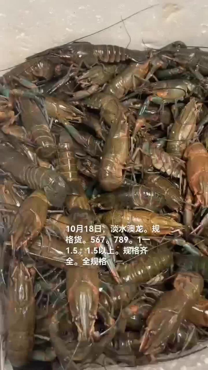 淡水澳龙