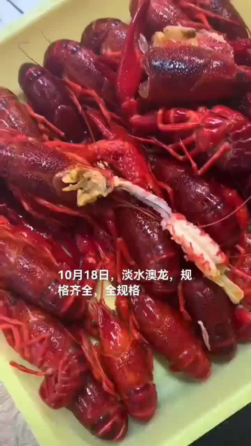 淡水澳龙