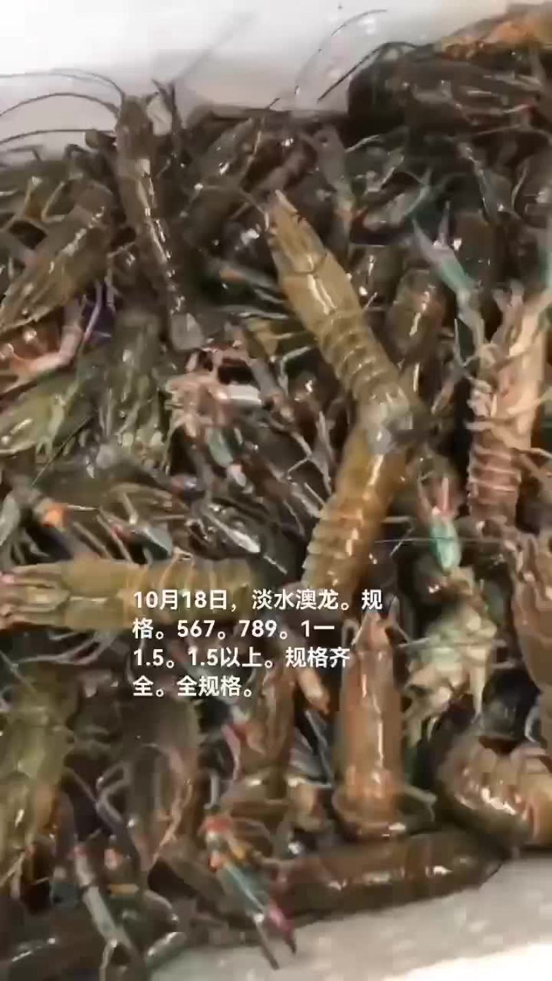 淡水澳龙