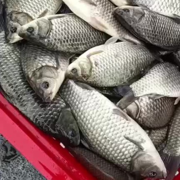 垂钓用的鲫鱼成活率高