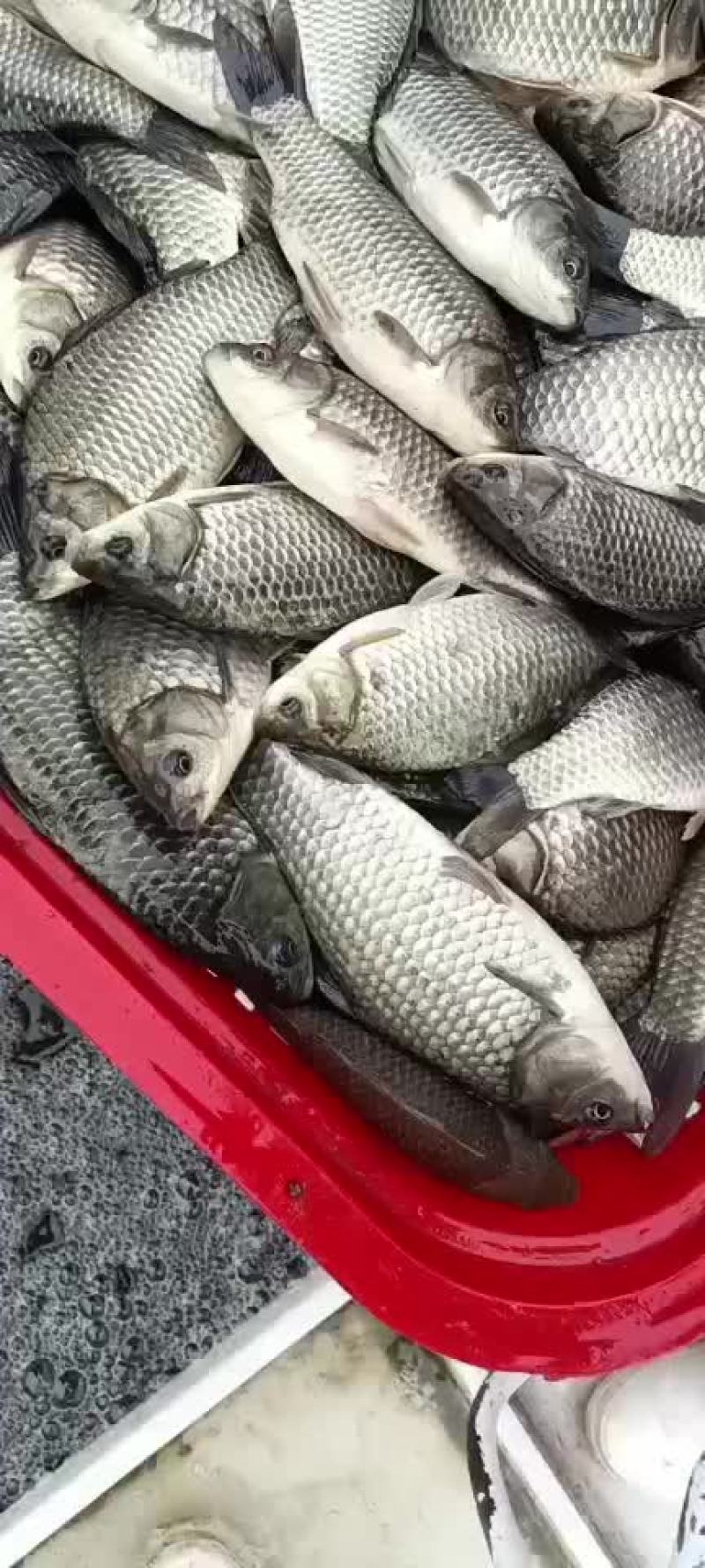 垂钓用的鲫鱼成活率高