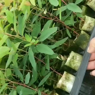 一级按树苗29
