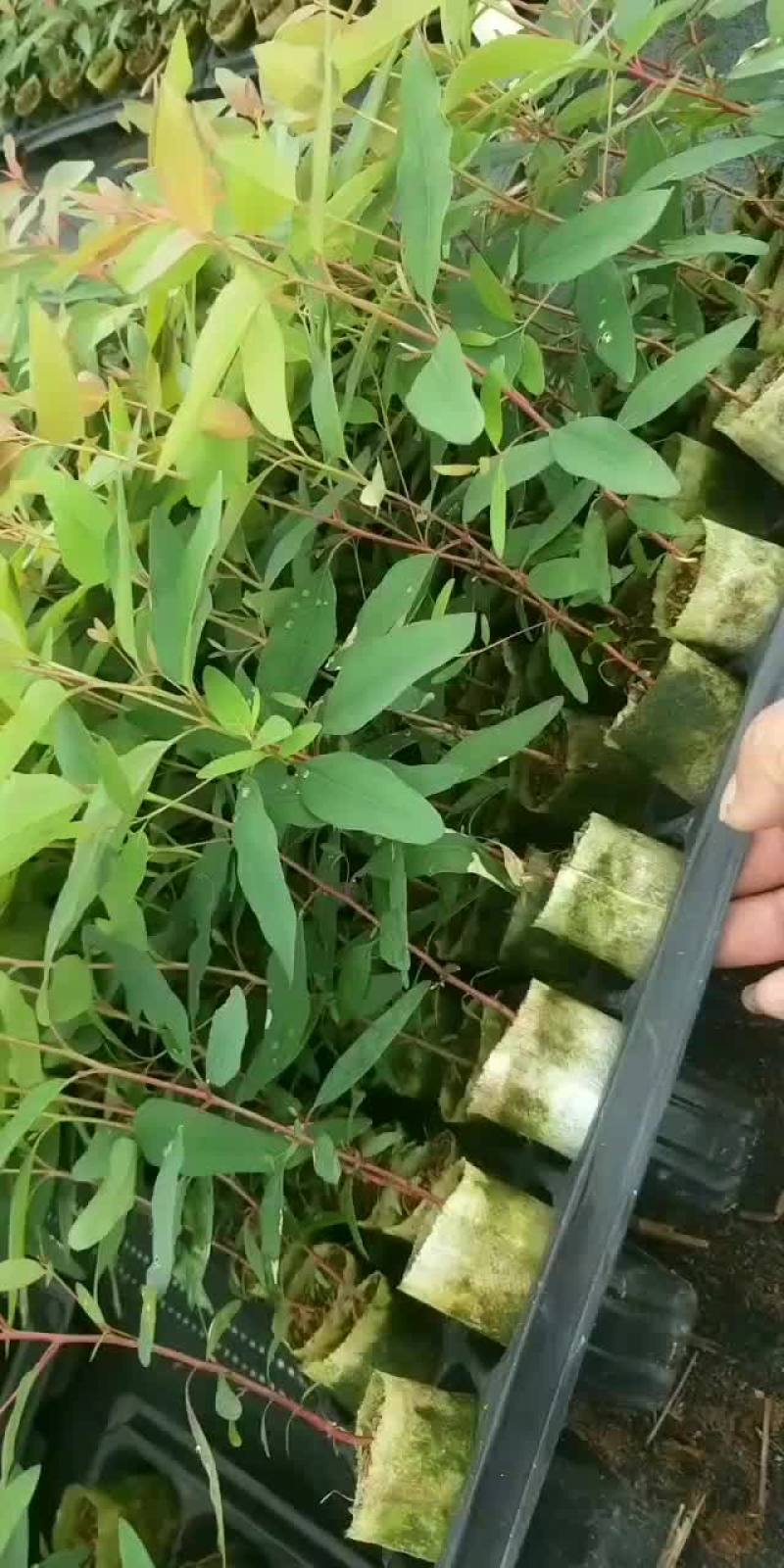 一级按树苗29