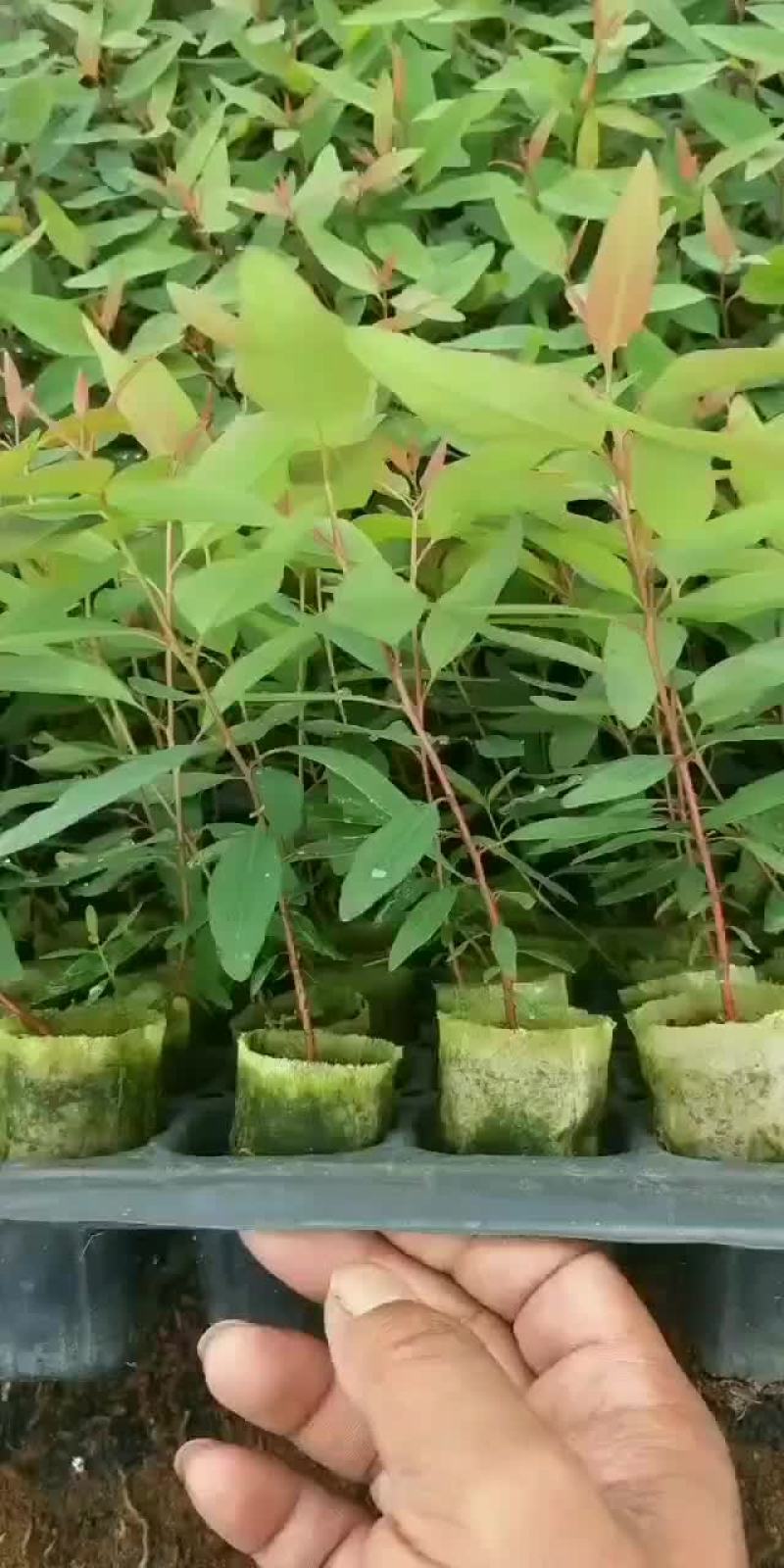 一级按树苗29