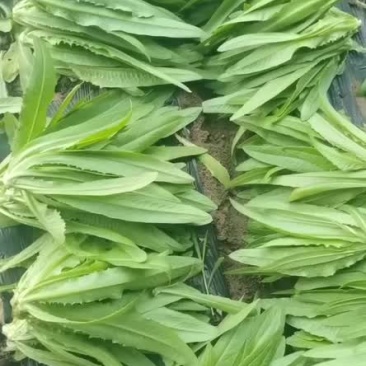 大量出售精品叶菜有需要来电