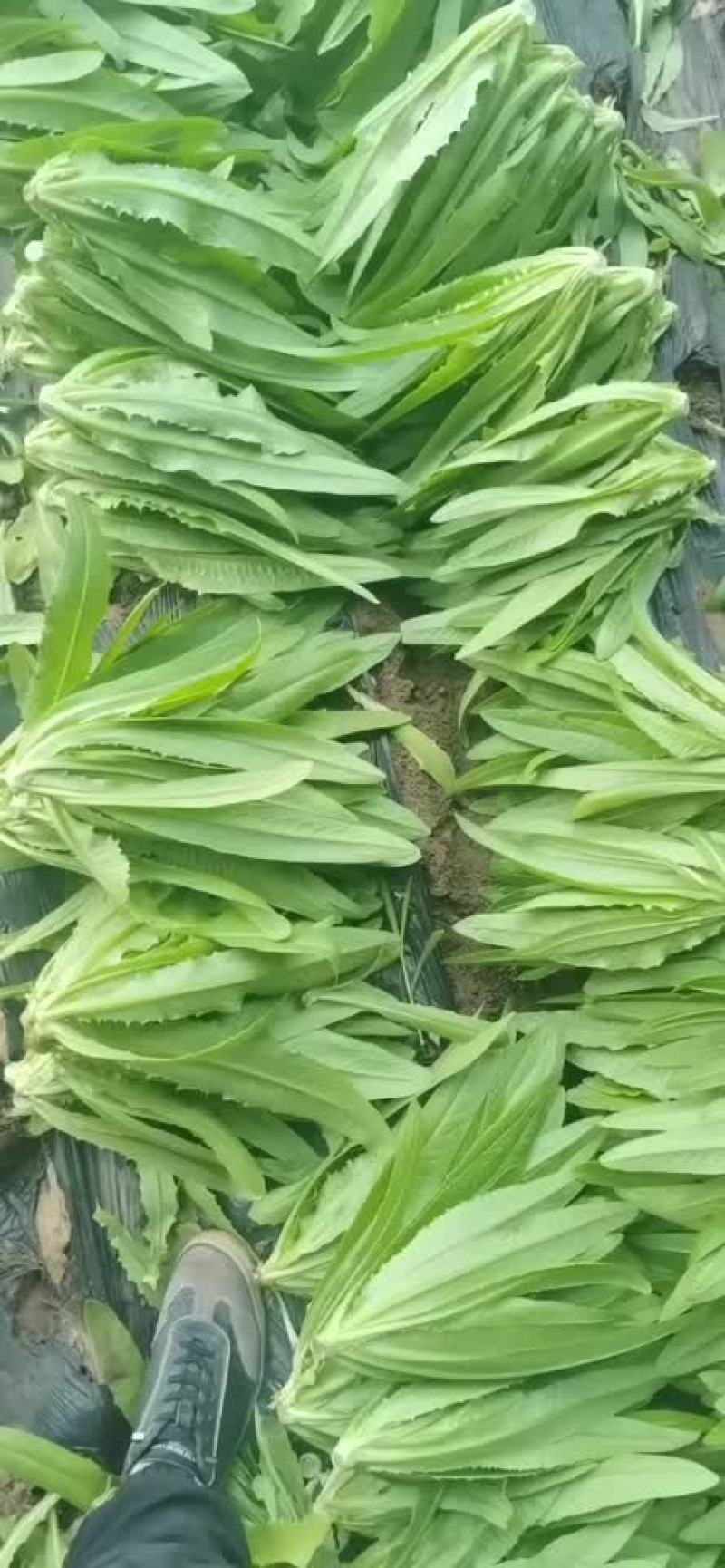 大量出售精品叶菜有需要来电