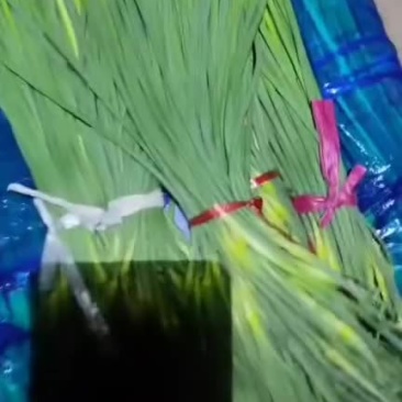 蒜薹～火热销售中，支持全国配送发货，一级白帽，品质高