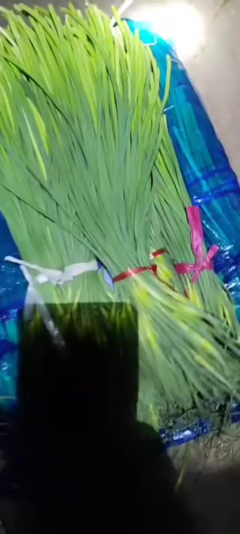 蒜薹～火热销售中，支持全国配送发货，一级白帽，品质高