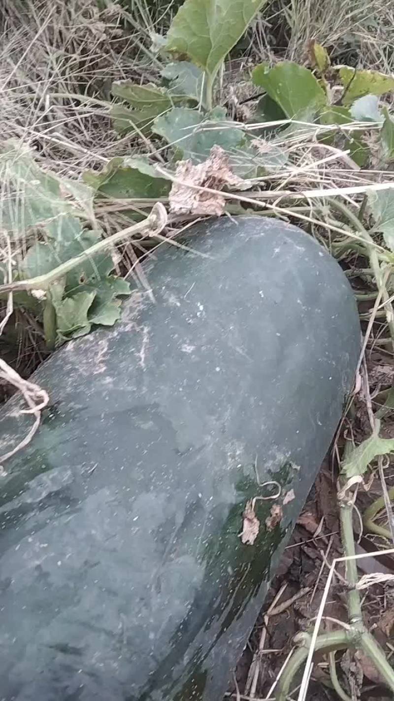 地冬瓜