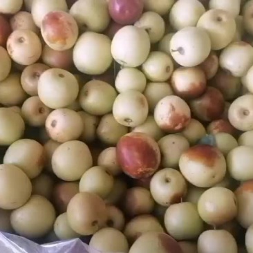 冬枣