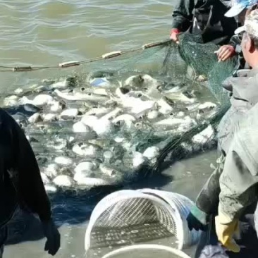 河豚鱼