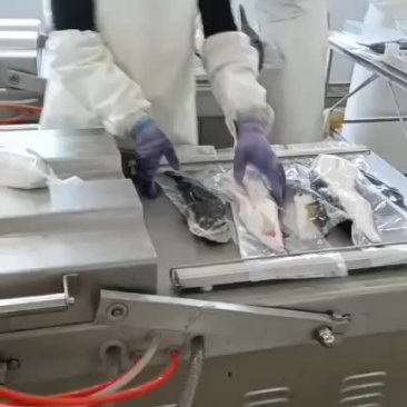 河豚鱼