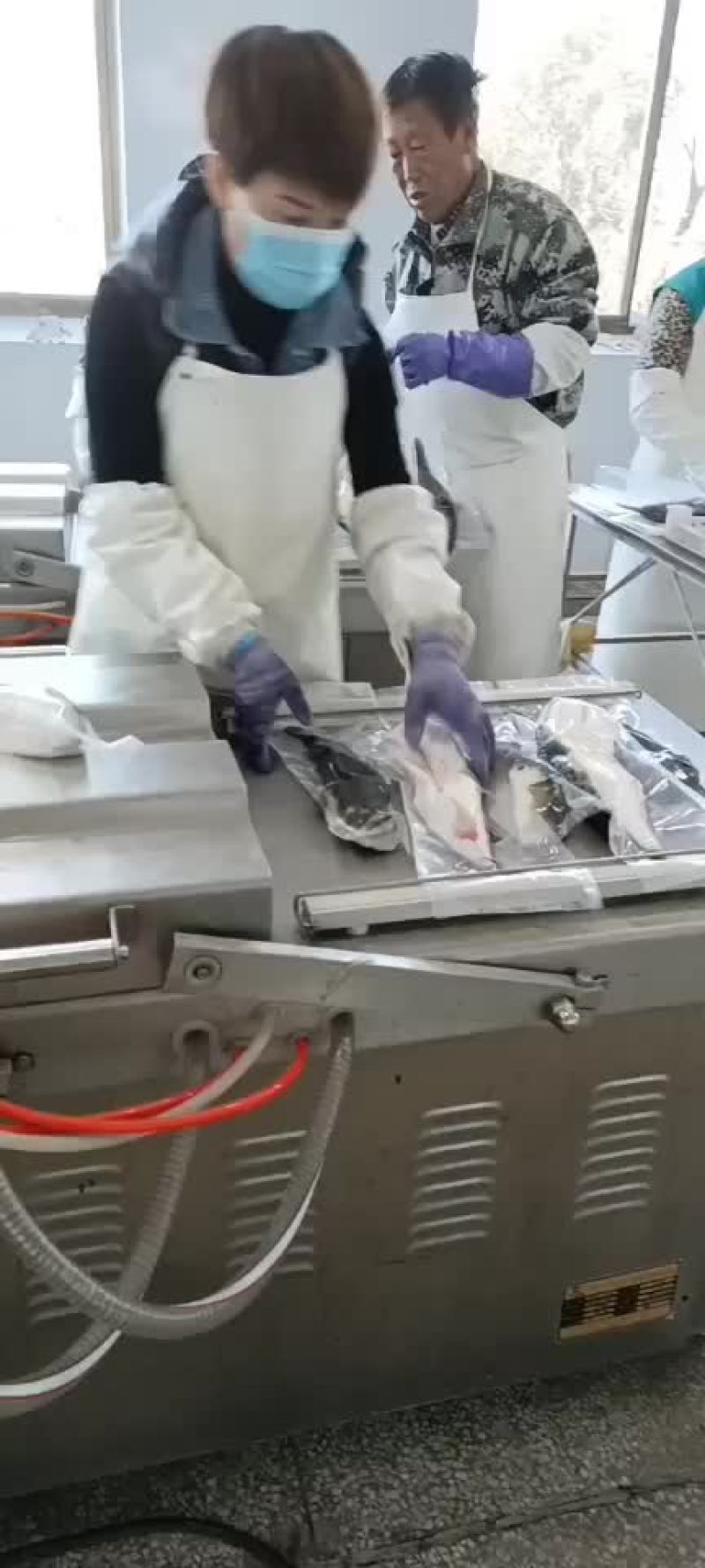 河豚鱼