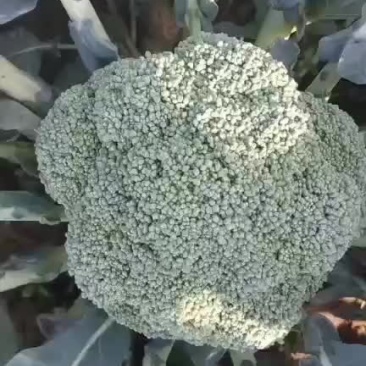 西兰花