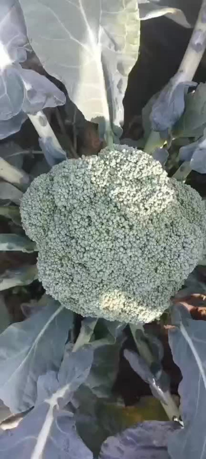 西兰花