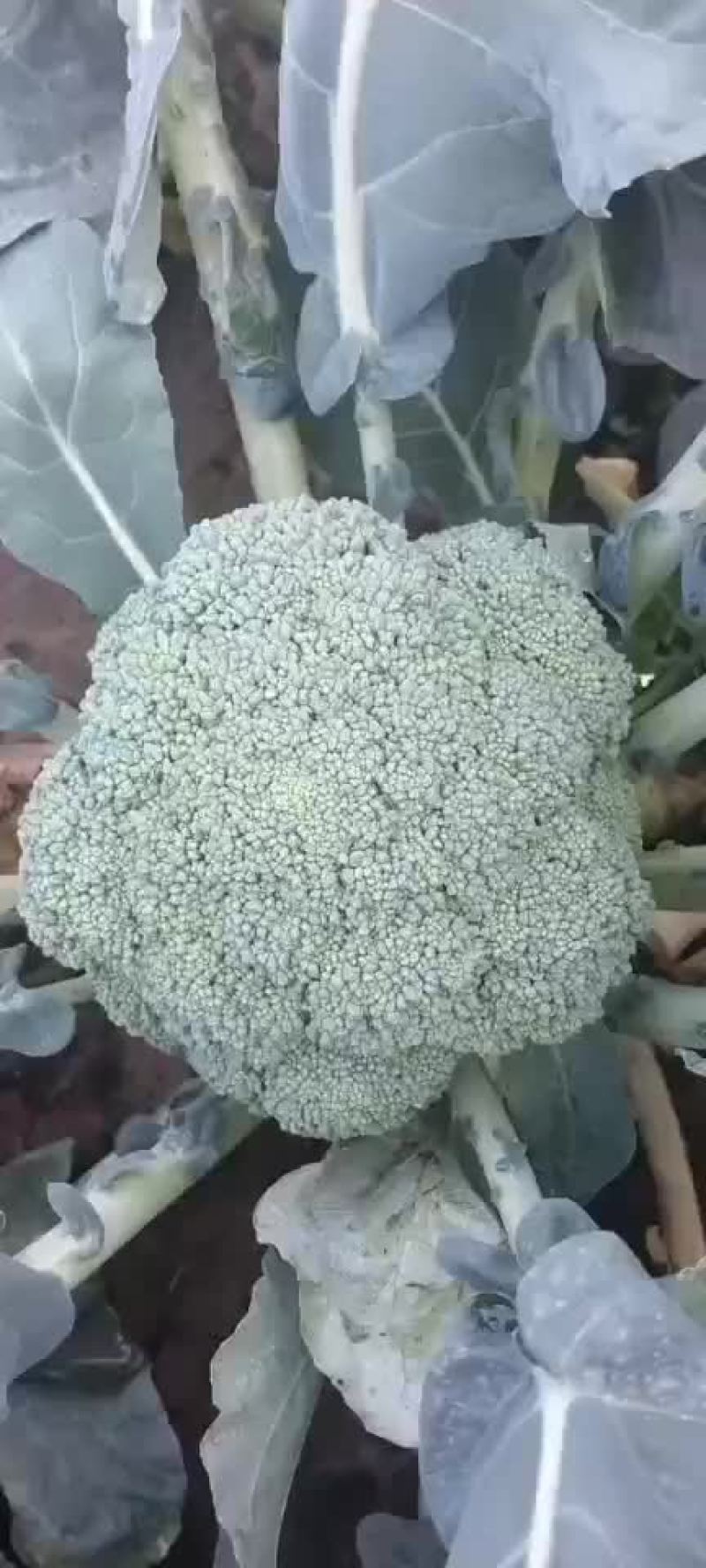 西兰花