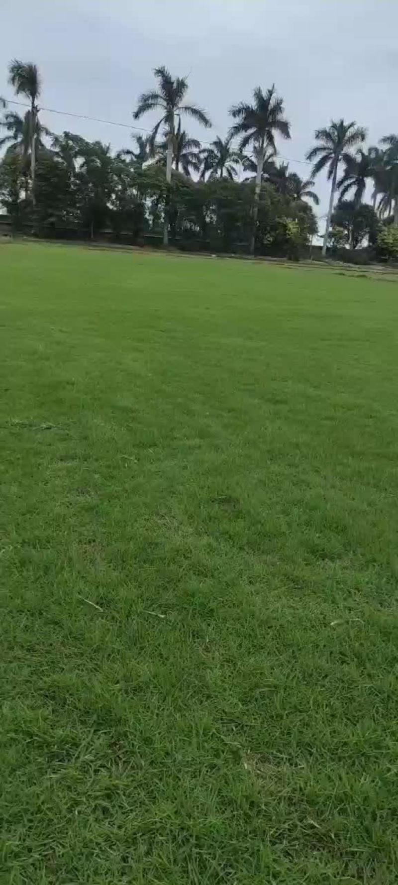 草皮