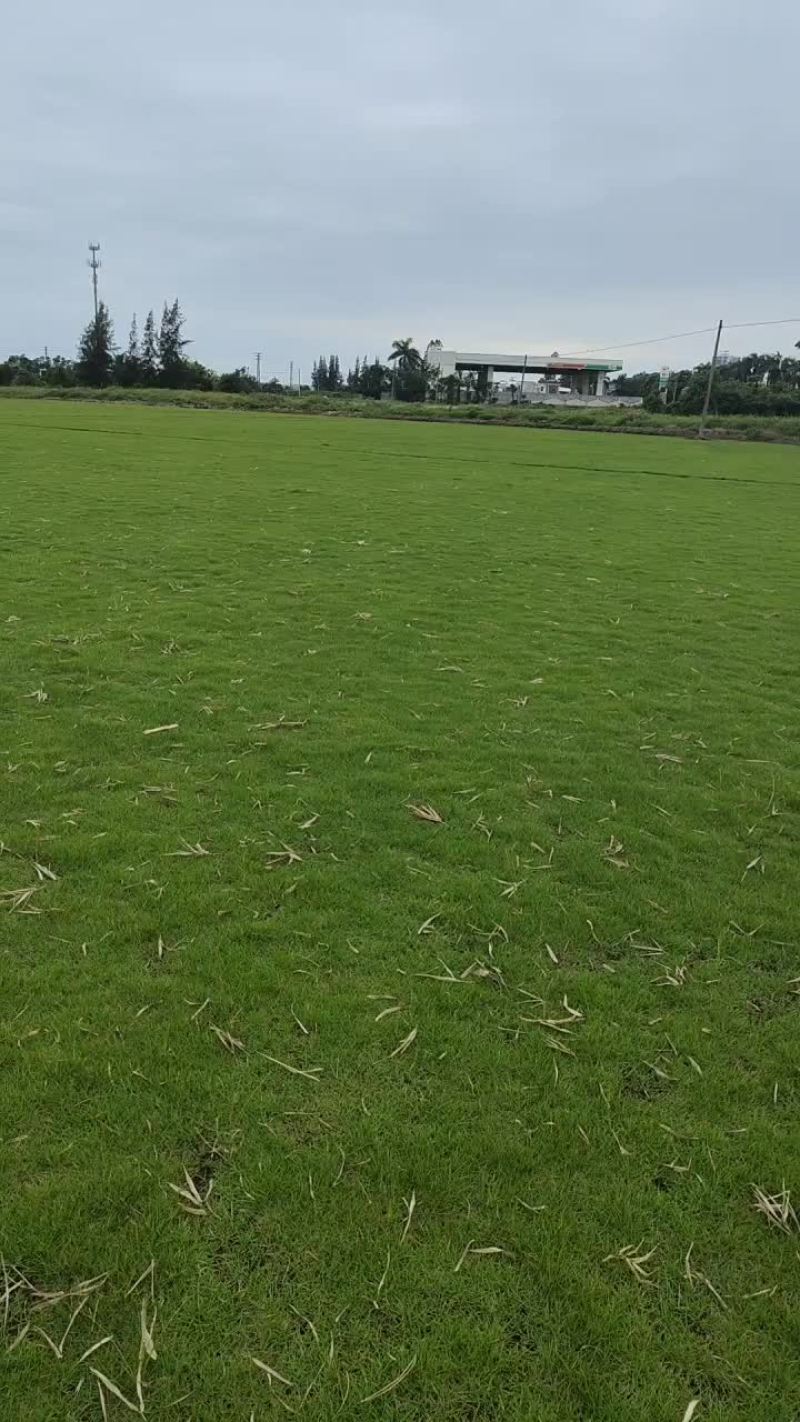 草皮
