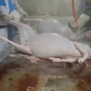 内蒙古锡林浩特退毛羊