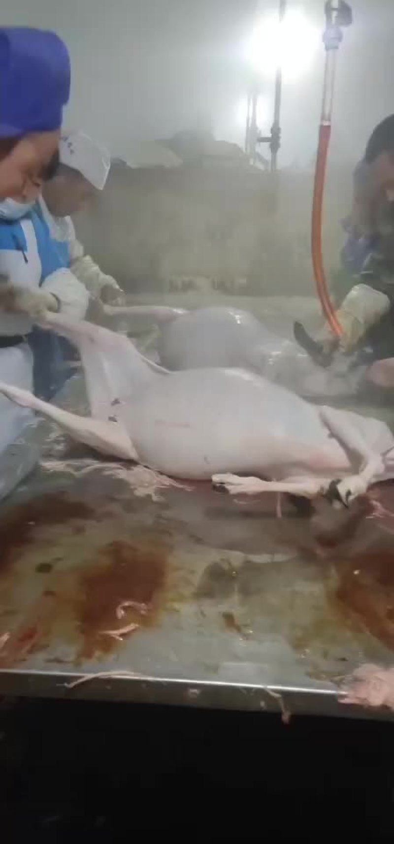 内蒙古锡林浩特退毛羊