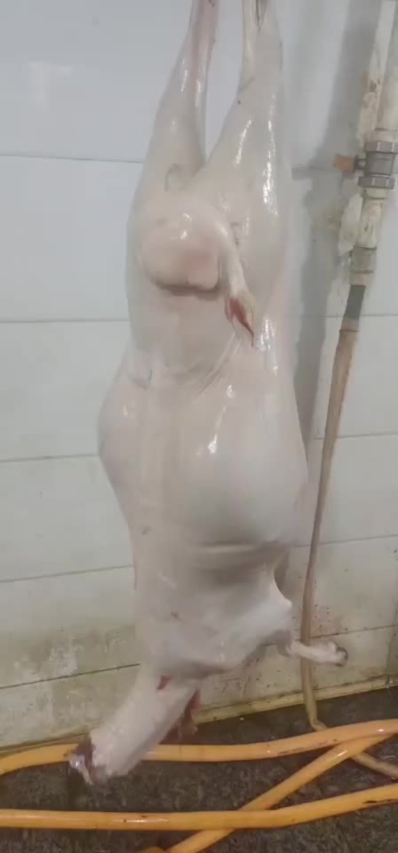 内蒙古锡林浩特退毛羊