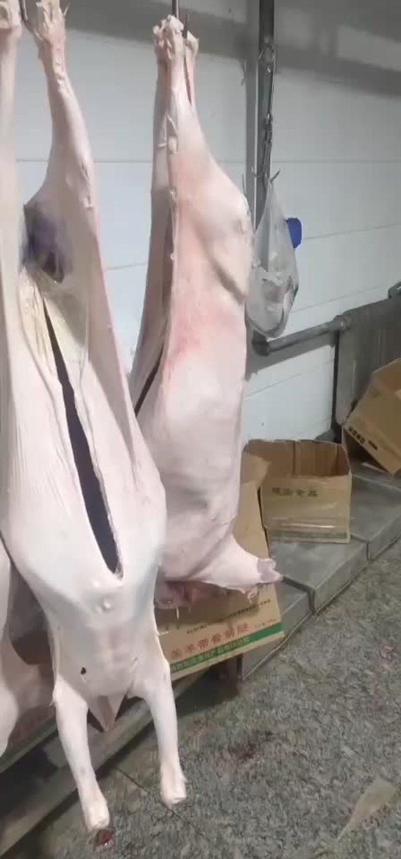 内蒙古锡林浩特退毛羊