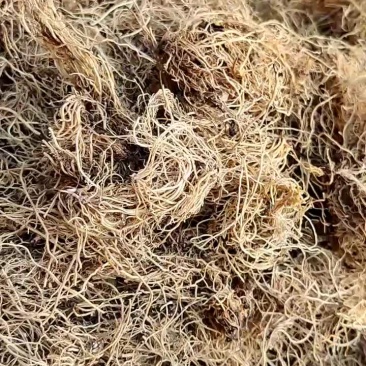 细辛一公斤起批不包邮颜色好质量有保障